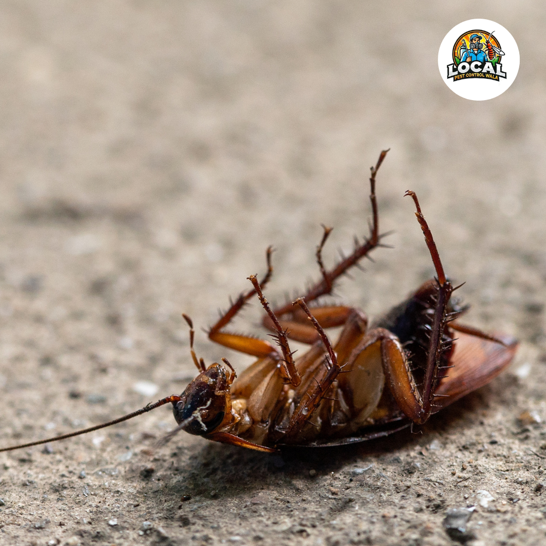 Cockroach Control